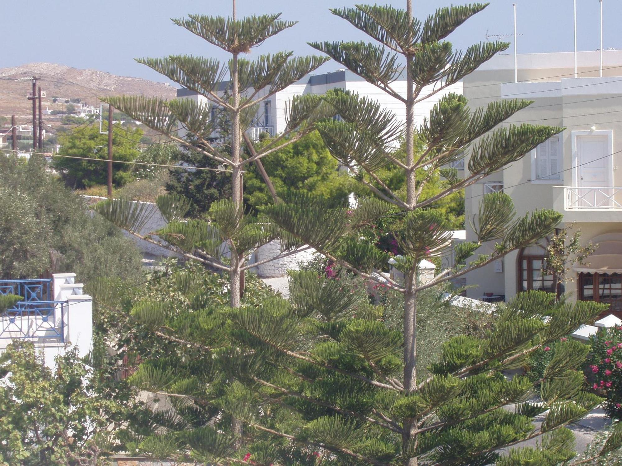 Manos Apartments Mégas Yialós-Nítes Екстериор снимка